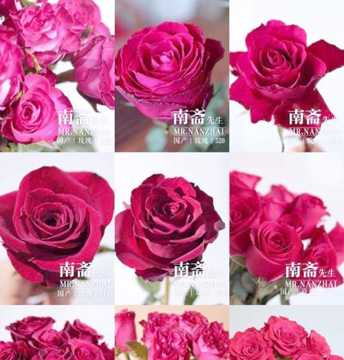 玫瑰花数量和颜色代表什么？不同颜色玫瑰的含义是什么？