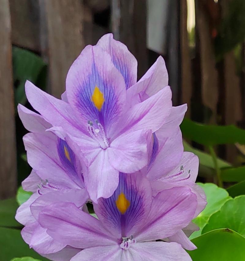 哪些紫色花寓意好？紫色花寓意好的品种有哪些？