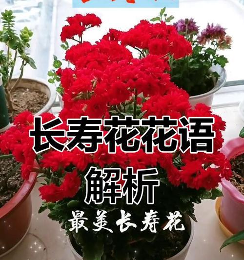 哪些花的花语寓意健康？它们分别代表什么？