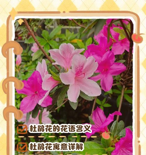 哪些花的花语寓意健康？它们分别代表什么？