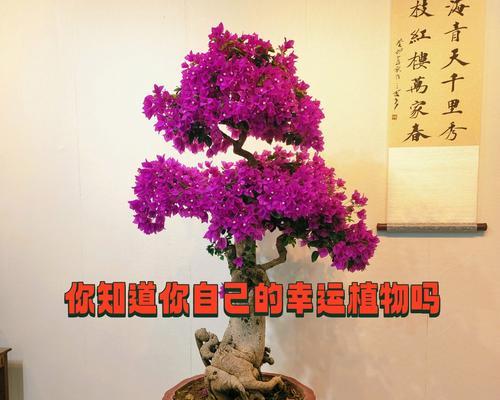 哪种花象征幸运和健康？它的寓意是什么？