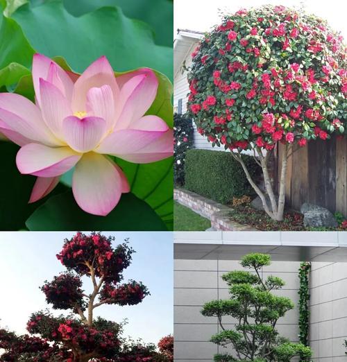 哪种花象征幸运和健康？它的寓意是什么？