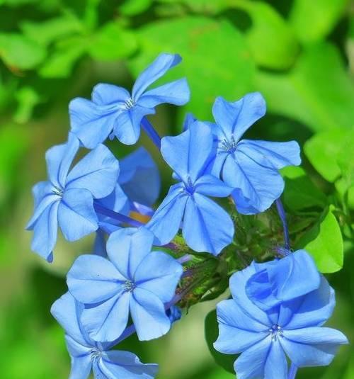 蓝色花象征什么？蓝色花的寓意是什么？
