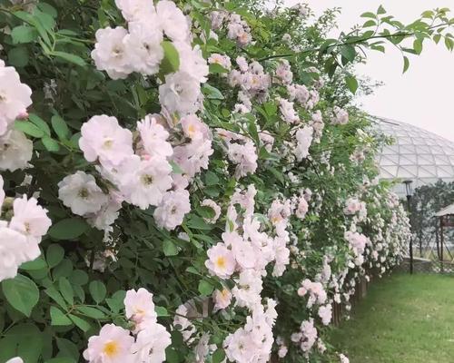 风花节有何意义？它在文化中扮演什么角色？