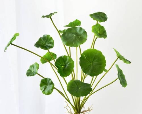 手捧花中小叶子象征着什么？它们的寓意有哪些？