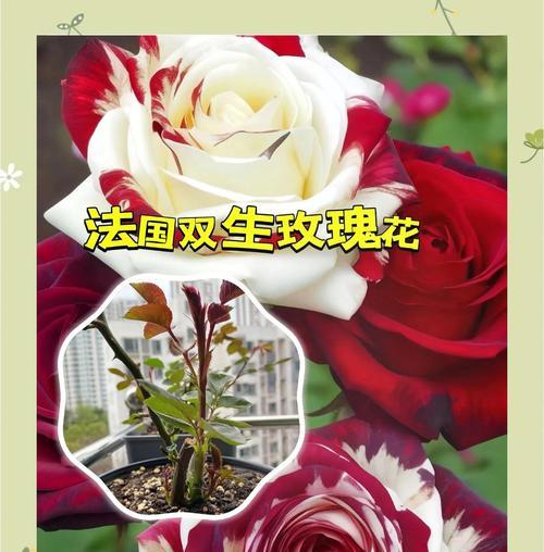 哪些玫瑰花象征完美爱情？完美爱情的玫瑰花语是什么？