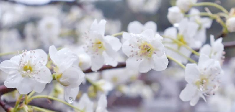 春天有哪些花象征吉祥？