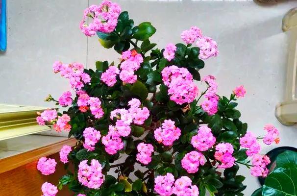 春天有哪些花象征吉祥？