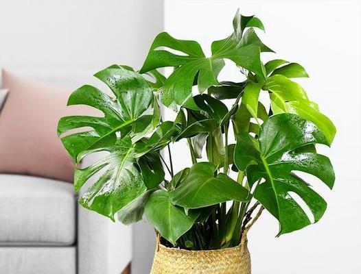 哪种花代表健康？健康的花的寓意是什么？
