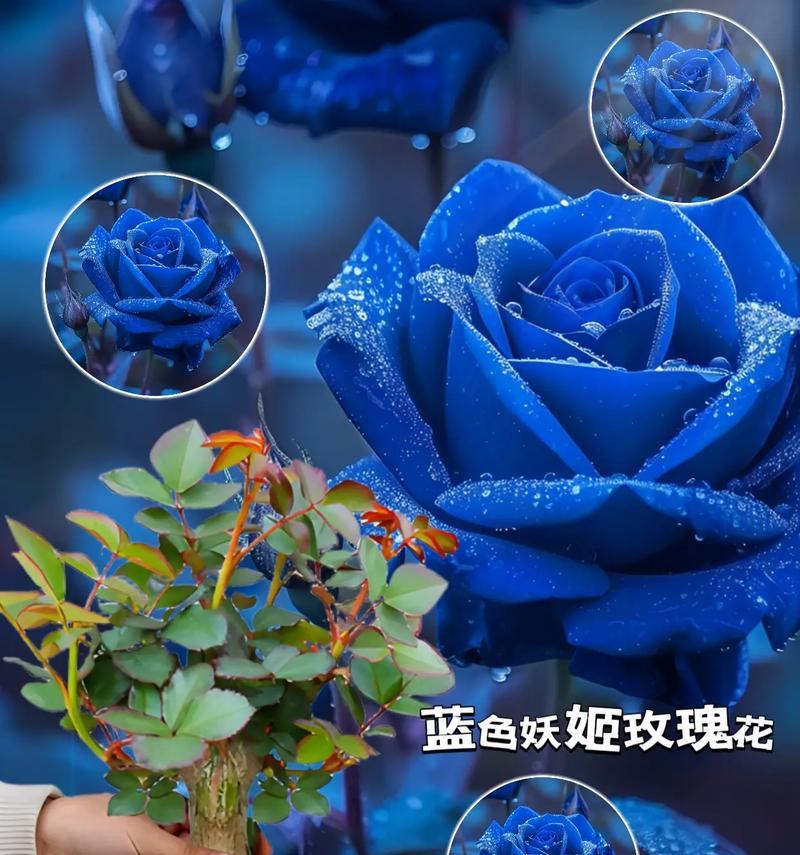 玫瑰花和蓝色牡丹的寓意是什么？如何搭配使用？