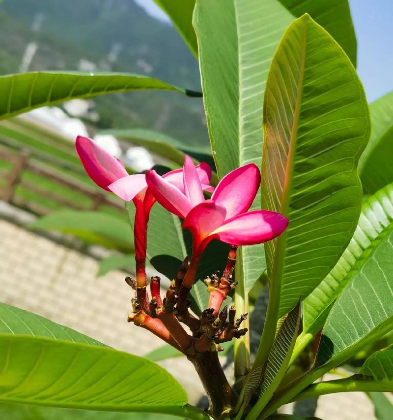 哪种花象征一路平安？花语中平安的代表花是什么？