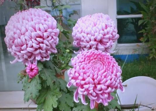 哪种花象征财运和富贵？寓意财运富贵的花卉是什么？