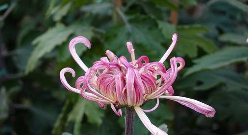 秋色斑斓通常象征哪种花？