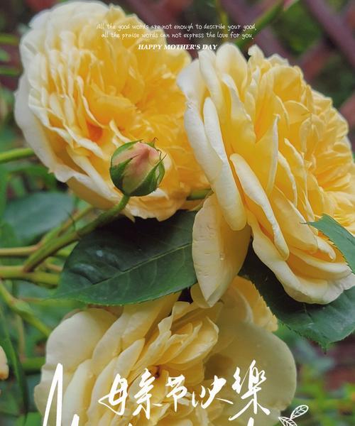 九朵黄色玫瑰花代表什么？黄色玫瑰花九朵的含义是什么？