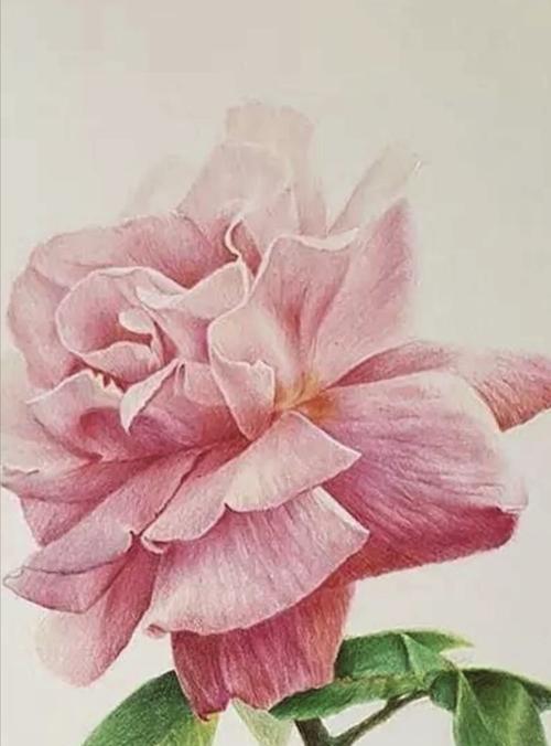粉色玫瑰与茉莉搭配的花语是什么？搭配的寓意有何讲究？
