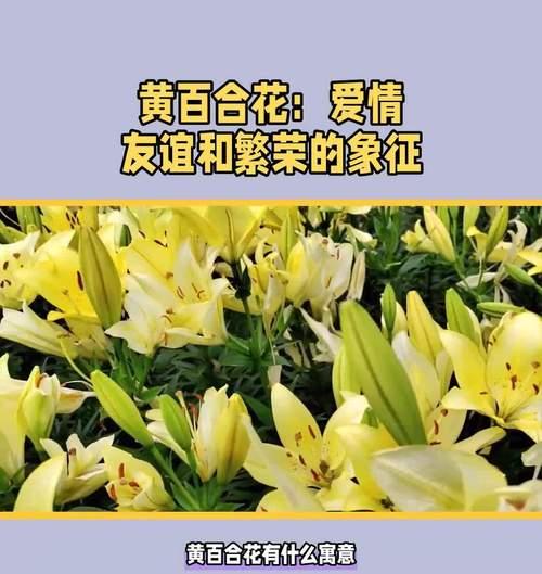 哪种花象征友谊或爱情？