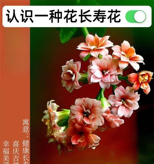 扇子上画哪种花象征长寿？长寿花扇子的寓意是什么？