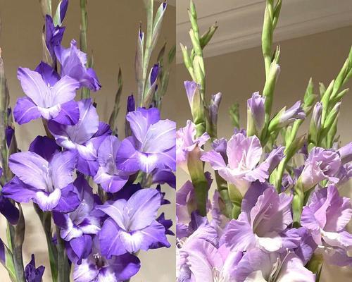 紫色拖鞋的花语是什么？紫色花语拖鞋代表什么？