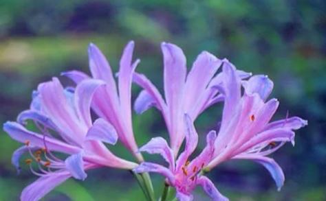 紫色花语是什么？如何搜索紫色花的寓意？