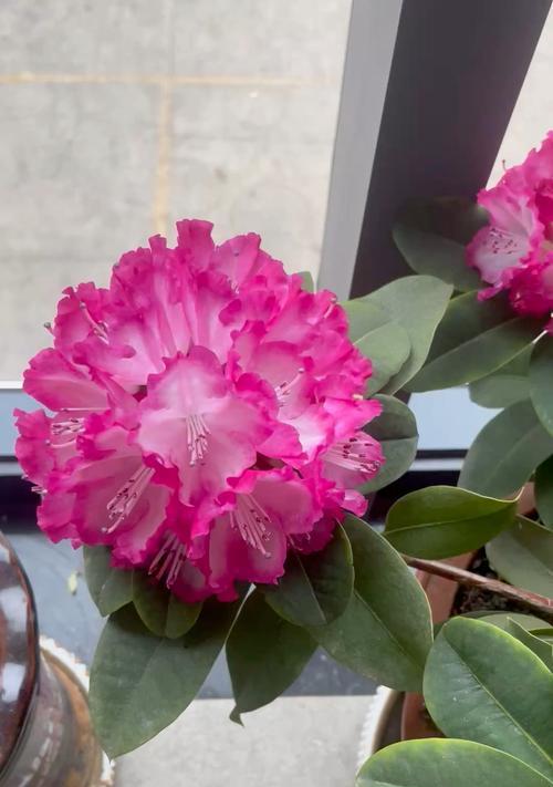 杜鹃花的花语是什么？