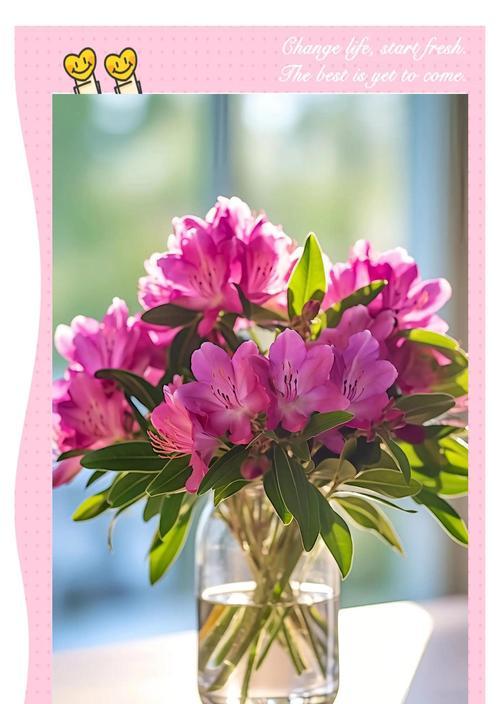杜鹃花的花语是什么？