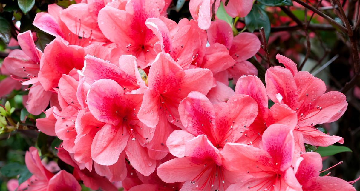 杜鹃花的花语是什么？
