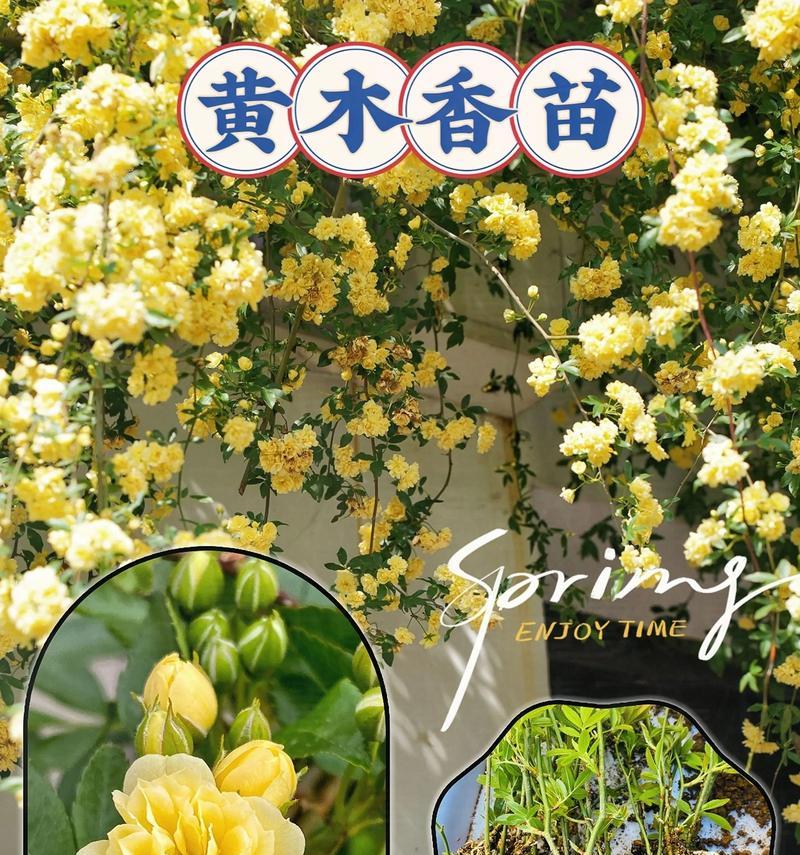 黄色花送人代表什么？黄色花的送人含义是什么？