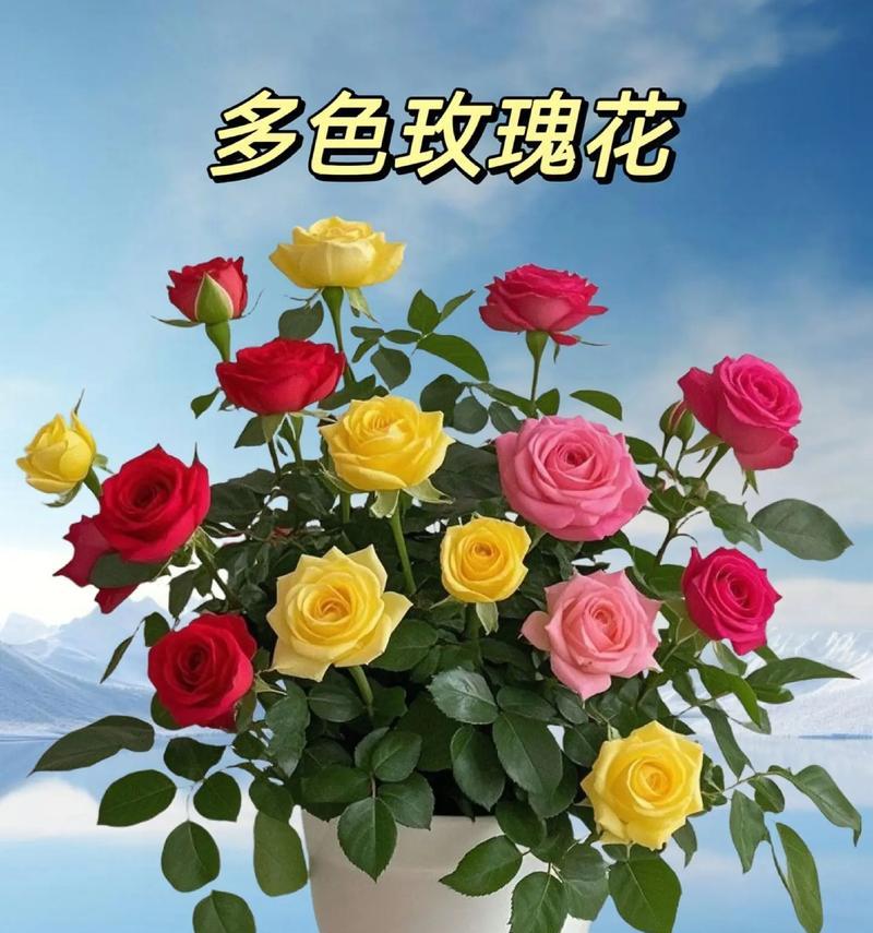 33朵多色玫瑰花代表什么？