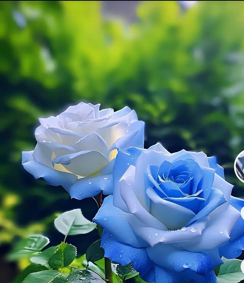 蓝色矢车菊的浪漫花语是什么？