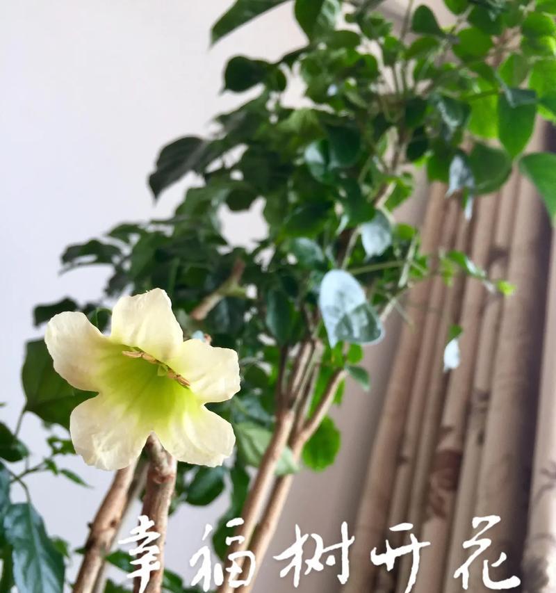 幸福树开花寓意何在？幸福树的花象征什么？