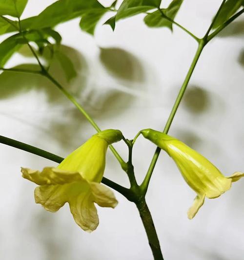 幸福树开花寓意何在？幸福树的花象征什么？