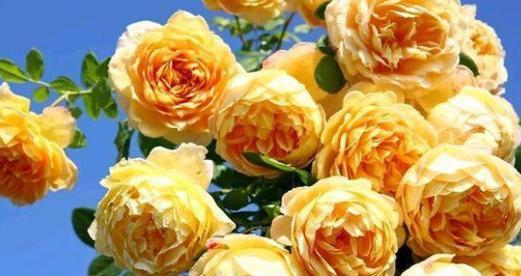 金黄色月季花的花语是什么？它的寓意和象征意义是什么？