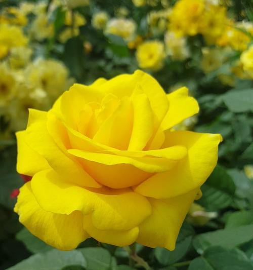 金黄色月季花的花语是什么？它的寓意和象征意义是什么？