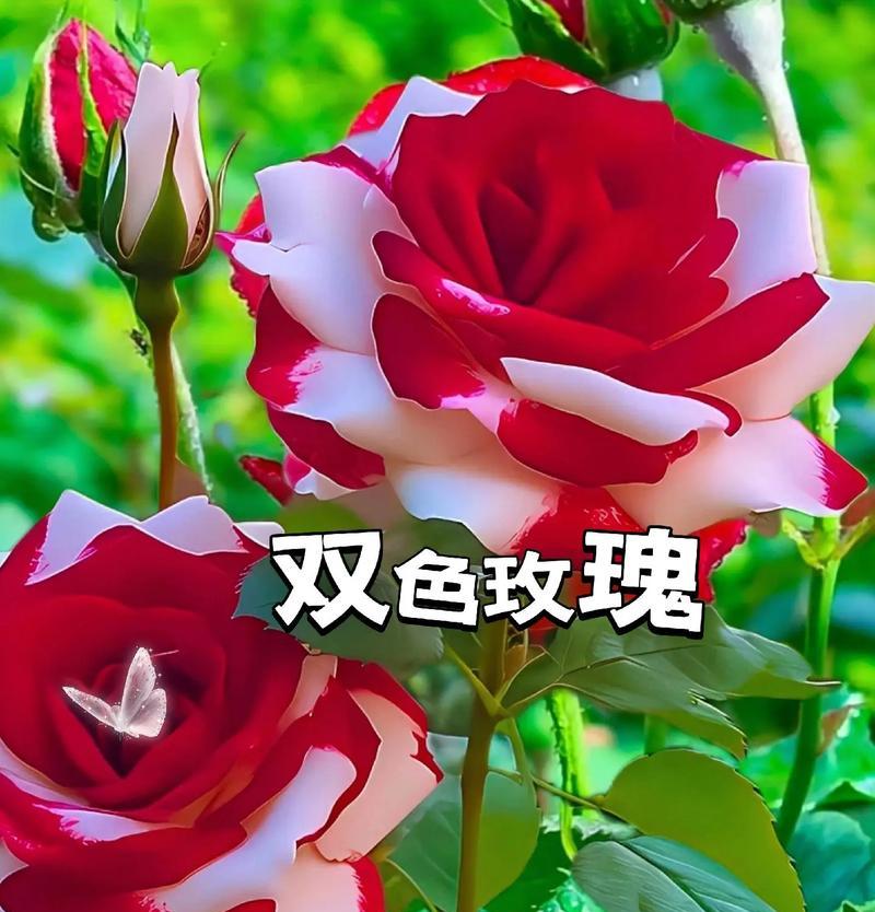 红白玫瑰双色花的含义是什么？
