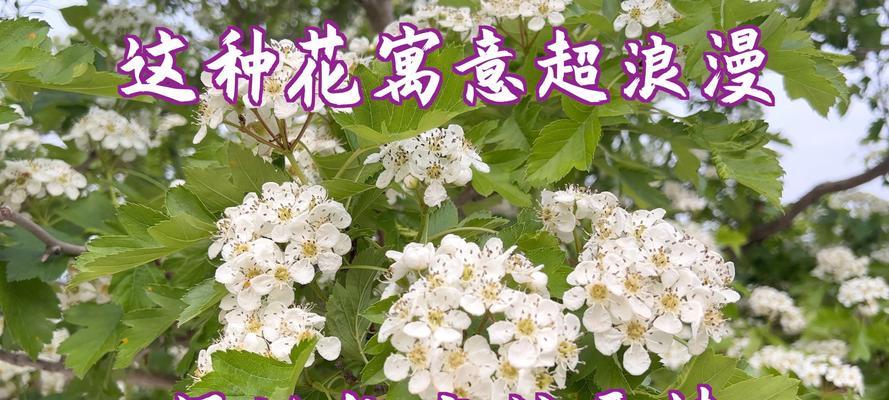 冬天有哪些花寓意着祝福？它们的含义是什么？