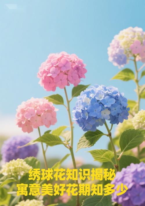 冬天有哪些花寓意着祝福？它们的含义是什么？