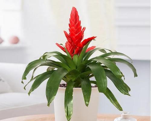 什么花象征鸿运当头？