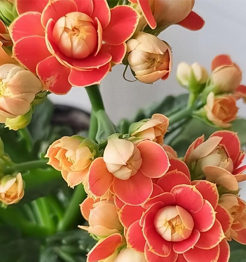 哪些盆景花寓意好适合送长辈？盆景花的寓意和选择指南是什么？