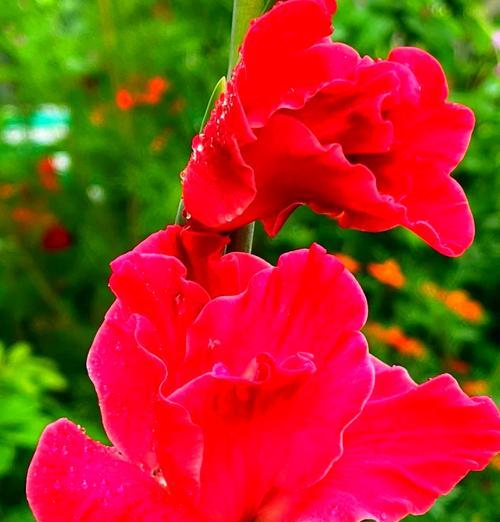 植物节节高的花语是什么？节节高植物的寓意是什么？