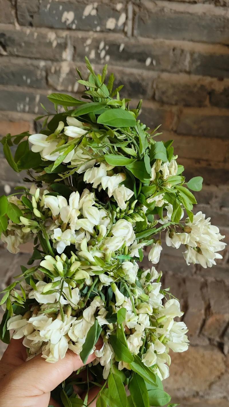 植物节节高的花语是什么？节节高植物的寓意是什么？