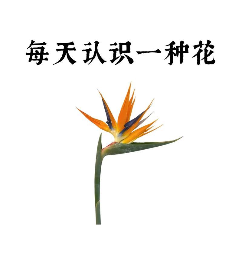 用花语如何表达幸福？哪些花语代表幸福？