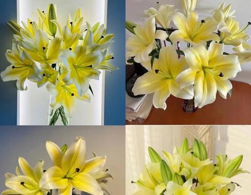 春节送百合花代表什么？它的寓意是什么？