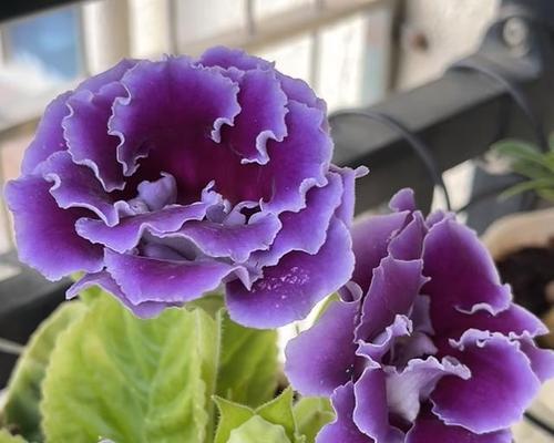 紫色花摆件通常象征着什么？