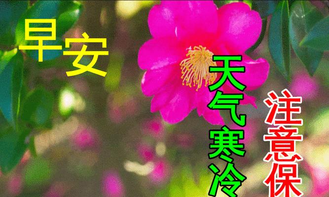 花的寓意有哪些？吉祥语句大全是什么？