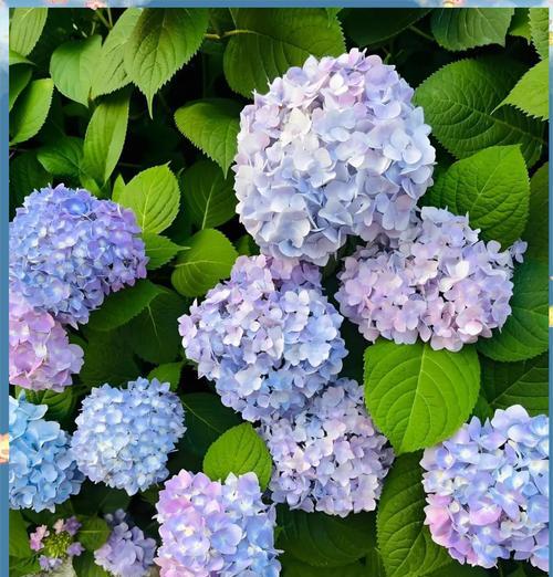 哪种花象征爱情悲剧？爱情悲剧的花语有哪些？