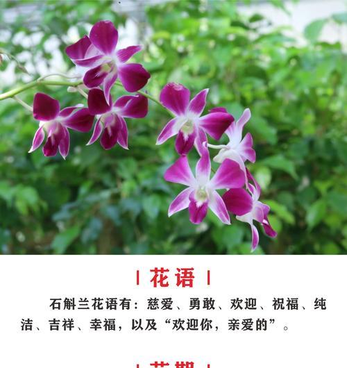 父亲节送两朵玫瑰花代表什么？