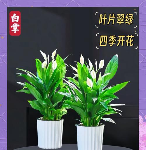 绿色花一帆风顺代表什么？绿色花一帆风顺的寓意是什么？