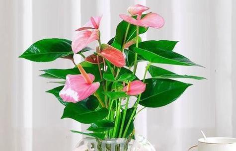 绿色花一帆风顺代表什么？绿色花一帆风顺的寓意是什么？