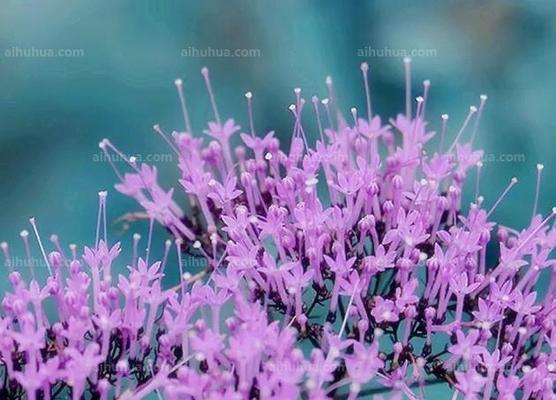 紫色漏斗花的花语及寓意是什么？