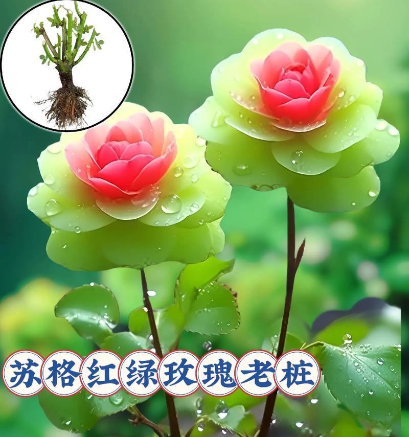 绿色的花有哪些寓意好？